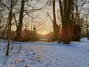 foto: seizoenen in de plantentuin winter