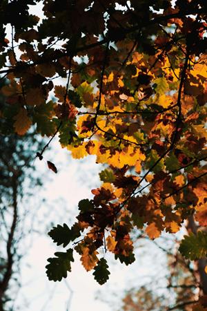 foto: Seizoenen in de Plantentuin - Herfst