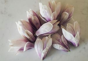 foto: magnoliabloesems